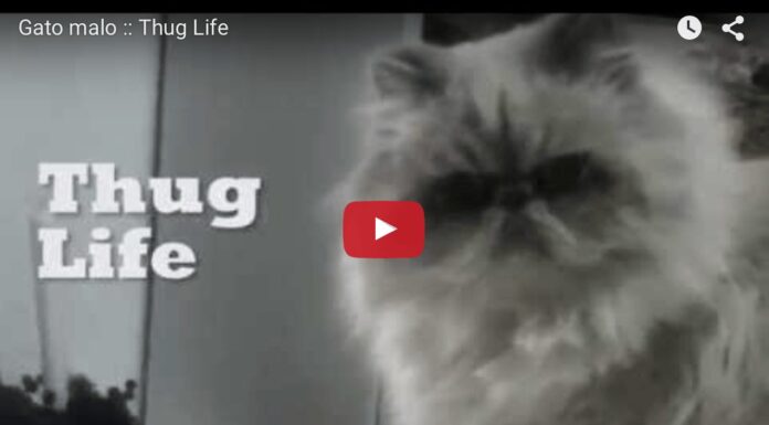 Gatto dispettoso