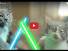 Gattini Jedi