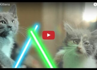 Gattini Jedi