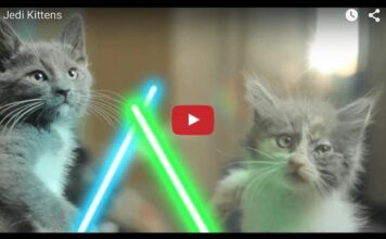 Gattini Jedi combattono con le spade laser Gattini Jedi