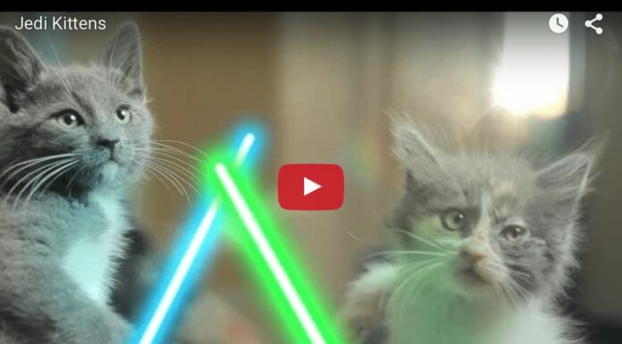 Gattini Jedi