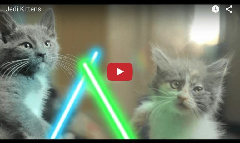 Gattini Jedi
