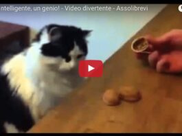 Gatto indovino