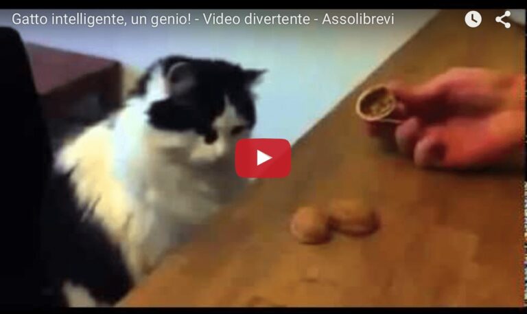 Gatto indovino