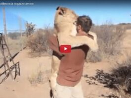 Leonessa abbraccia il suo amico umano Leonessa abbraccia