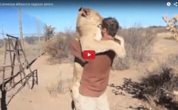 Leonessa abbraccia il suo amico umano Leonessa abbraccia