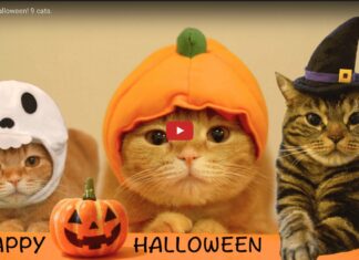 Costumi di Halloween