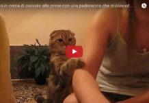 Gattino chiede le coccole