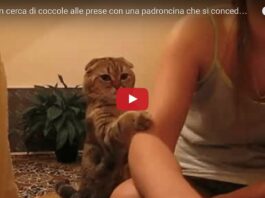 Gattino chiede le coccole alla sua mamma umana Gattino chiede le coccole