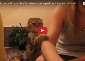 Gattino chiede le coccole