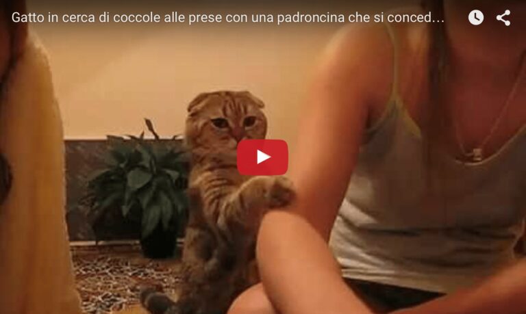 Gattino chiede le coccole