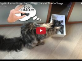 Diego, il ladro di sacchetti