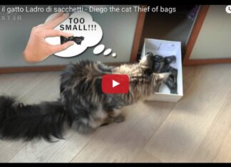 Diego, il ladro di sacchetti
