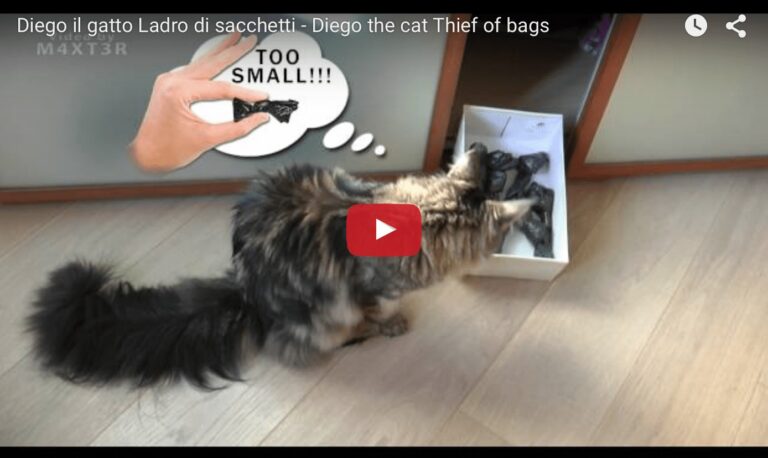 Diego, il ladro di sacchetti