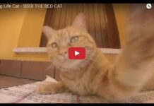 Sissi the red cat