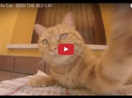 Sissi the red cat
