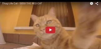 Sissi the red cat
