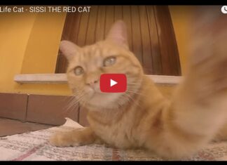 Sissi the red cat