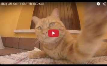 Sissi, “the red cat”, si ribella alla telecamera Sissi the red cat
