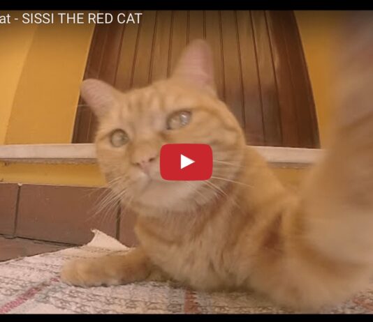 Sissi the red cat