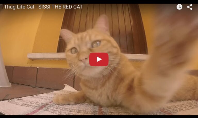 Sissi the red cat