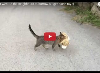 Gatto che ruba peluche