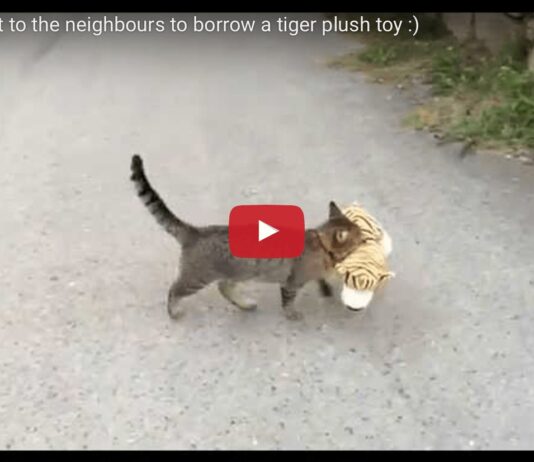 Gatto che ruba peluche