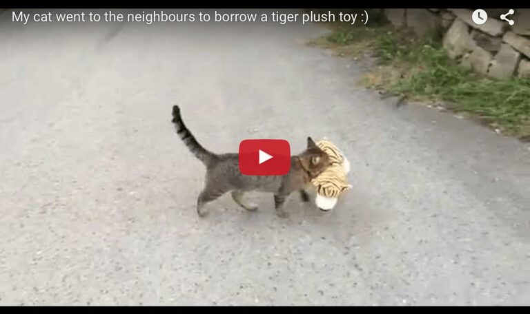 Gatto che ruba peluche