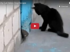 Gatto aiuta cane a fuggire