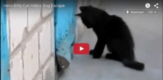 Gatto aiuta cane a fuggire