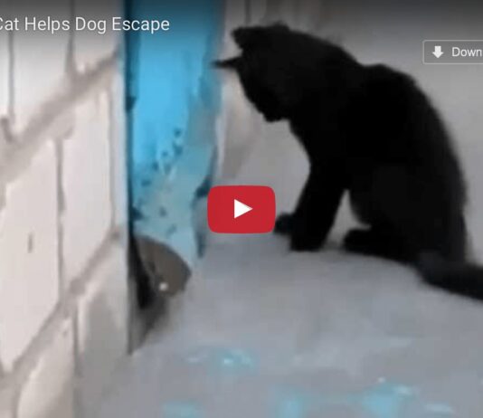 Gatto aiuta cane a fuggire