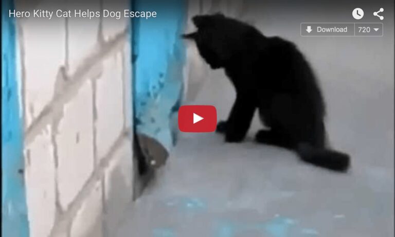Gatto aiuta cane a fuggire