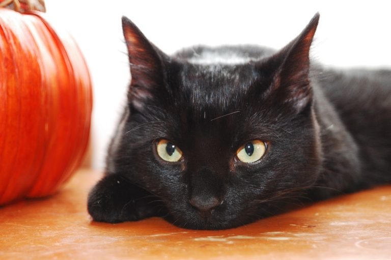 Halloween, l’Aidaa lancia l’allarme: “Caccia al gatto nero anche in Umbria”