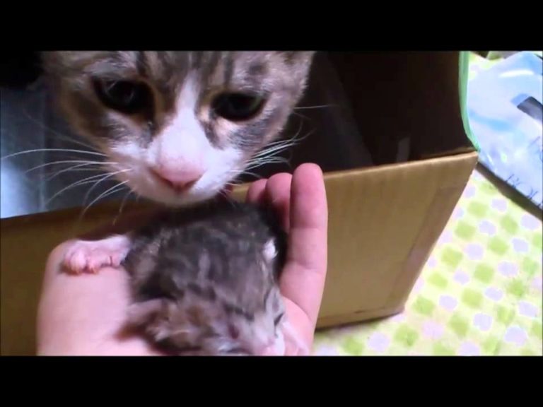 Mamma gatta controlla il suo gattino che piange