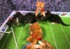 Kitten World Cup: gattini rossi contro gattini tigrati