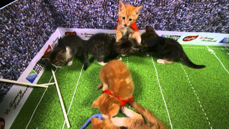 Kitten World Cup: gattini rossi contro gattini tigrati