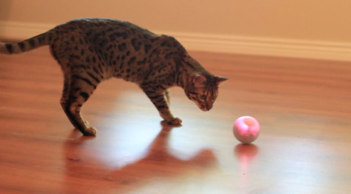 Sphero, una pallina radiocomandata per giocare con il tuo gatto
