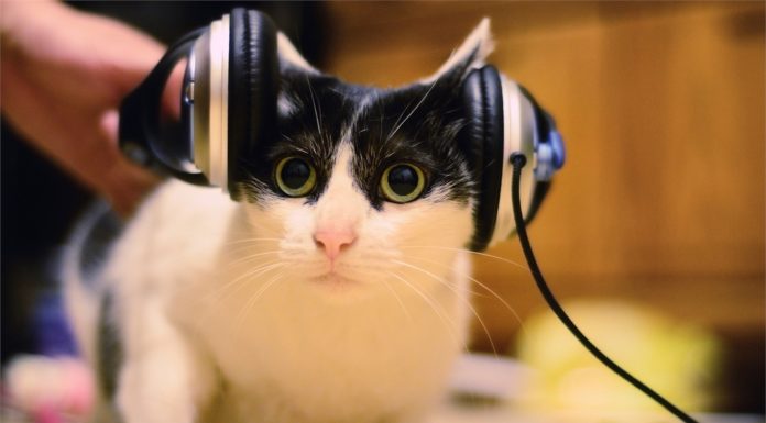 Rumori molesti? Il gatto non gradisce Rumori molesti? Il gatto non gradisce