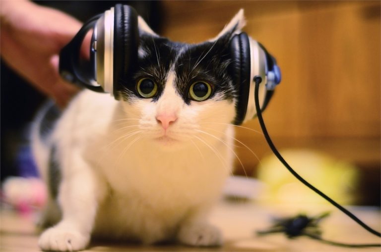 Rumori molesti? Il gatto non gradisce