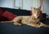 Ashera cat
