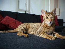 Ashera cat
