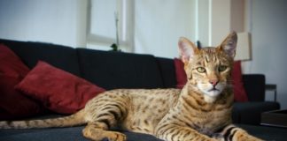Ashera cat