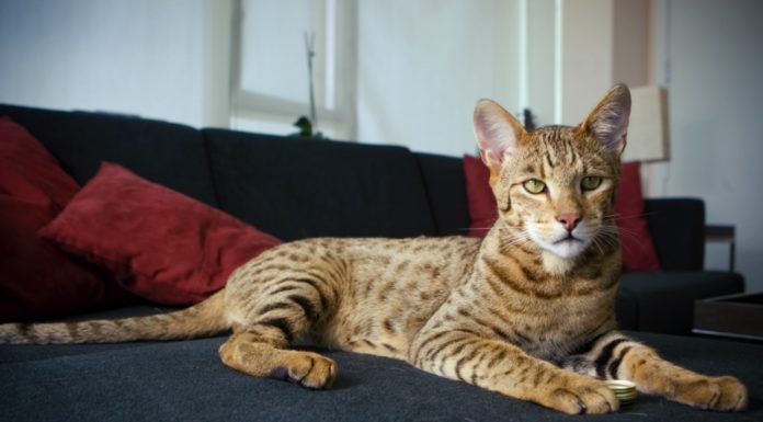 Ashera cat