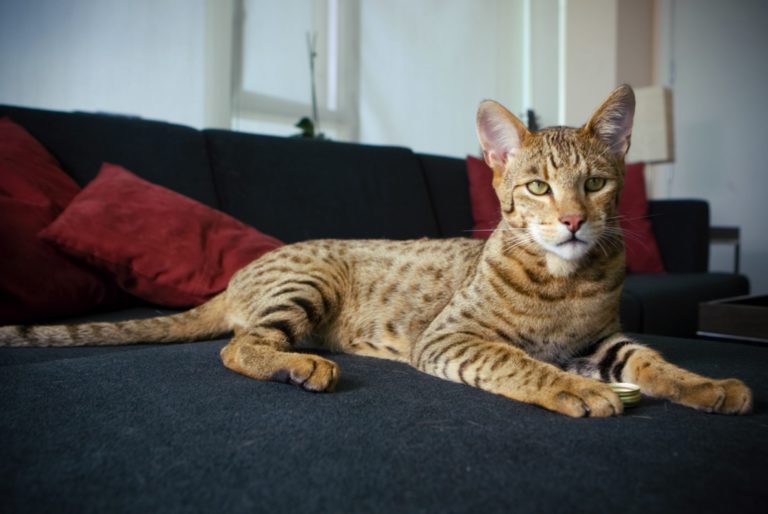 Ashera cat
