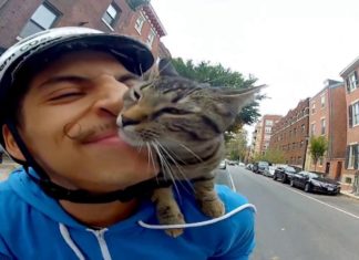 Gatto per le strade di Philadelphia