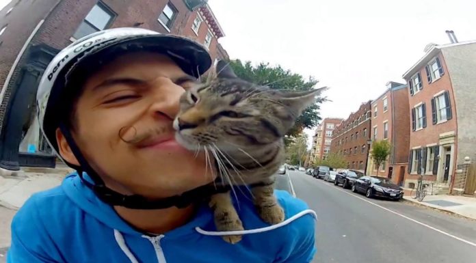 Gatto per le strade di Philadelphia Gatto per le strade di Philadelphia