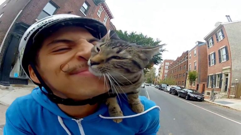 Gatto per le strade di Philadelphia
