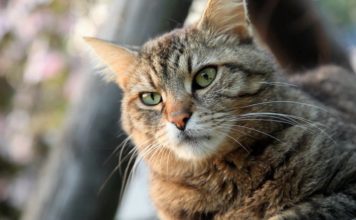 Cat Parade: la terribile vita di un gatto