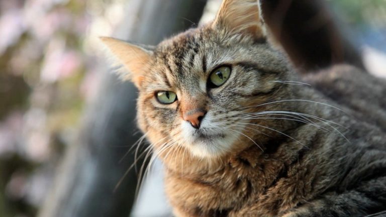 Cat Parade: la terribile vita di un gatto