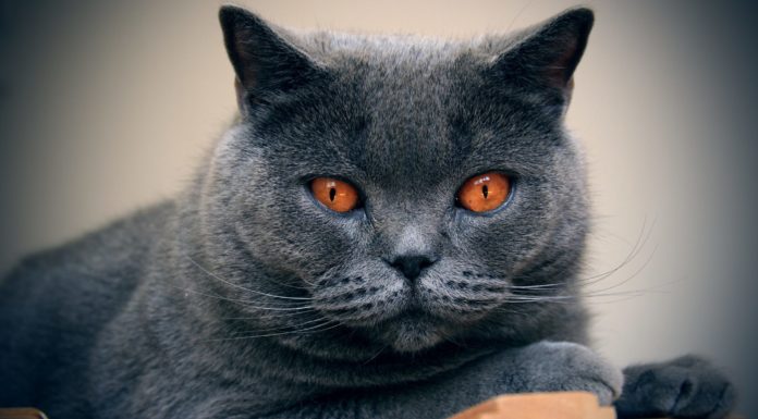 Il Certosino Certosino